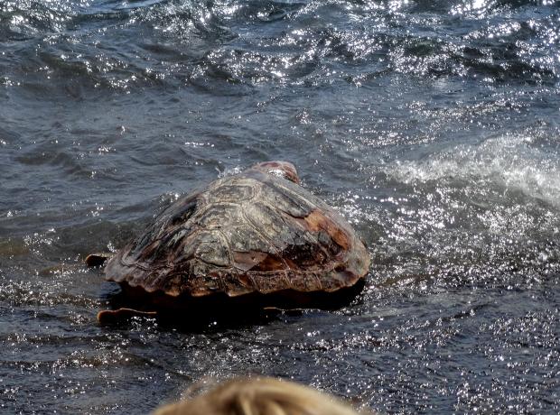 Olivia the loggerhead turtle is back in the warm seas of Gran